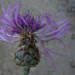 Centaurea scabiosa flower picture by Llandrich anna (cc-by-sa)