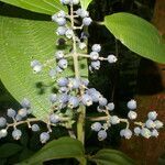 Miconia smaragdina leaf picture by Nelson Zamora Villalobos (cc-by-nc)