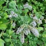 Mentha x rotundifolia flower picture by Campos Pilar (cc-by-sa)