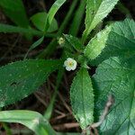 Anchusa aegyptiaca leaf picture by Eleftherios (cc-by-sa)