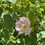 Rosa micrantha flower picture by Poblocki Nat (cc-by-sa)