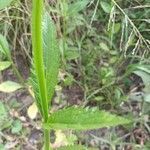 Verbena brasiliensis leaf picture by Jessy Wonder (cc-by-sa)