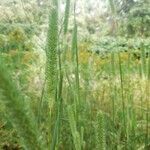 Phleum phleoides leaf picture by Théa brocco (cc-by-sa)