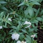 Spiraea japonica habit picture by Sabina Hartmann (cc-by-sa)