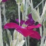 Silene coronaria habit picture by jeclerencia (cc-by-sa)