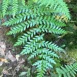 Lomatia ferruginea leaf picture by Daniel Barthelemy (cc-by-nc)