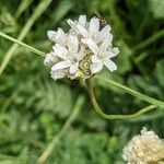 Armeria pubinervis flower picture by John Sycorax (cc-by-sa)