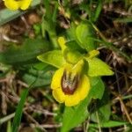 Ophrys lutea flower picture by moya xema (cc-by-sa)