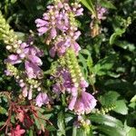 Physostegia virginiana flower picture by Paul Rollings (cc-by-sa)