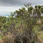 Baccharis prunifolia habit picture by Fabien Anthelme (cc-by-sa)