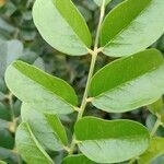 Sophora tomentosa leaf picture by pedrogc -- (cc-by-sa)