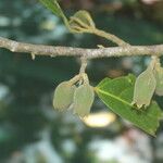 Quararibea funebris fruit picture by Nelson Zamora Villalobos (cc-by-nc)