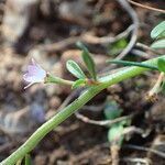 Lythrum tribracteatum flower picture by Sylvain Piry (cc-by-sa)