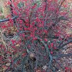 Cotoneaster horizontalis habit picture by bokilo (cc-by-sa)