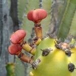 Euphorbia canariensis fruit picture by bas yves (cc-by-sa)