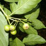 Solanum aphyodendron fruit picture by Nelson Zamora Villalobos (cc-by-nc)