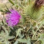 Cirsium echinatum flower picture by Palomero (cc-by-sa)