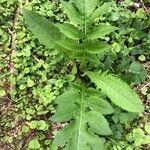 Cirsium oleraceum habit picture by Alexis de Courson (cc-by-sa)