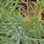 Centaurea corymbosa leaf picture by Jean Burger (cc-by-sa)