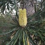 Banksia attenuata flower picture by Bren (cc-by-sa)