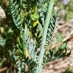 Senecio eruciformis leaf picture by Trap Hers (cc-by-sa)