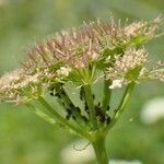 Oenanthe pimpinelloides fruit picture by Yoan MARTIN (cc-by-sa)