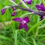 Anacamptis laxiflora flower picture by Alain Komly (cc-by-sa)