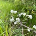 Galium glaucum flower picture by werner rom (cc-by-sa)