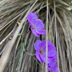 Geranium santanderiense flower picture by Fabien Anthelme (cc-by-sa)