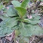 Verbascum densiflorum habit picture by oscar chuberre (cc-by-sa)