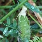 Vicia lutea fruit picture by Jean-Francois Julien (cc-by-sa)