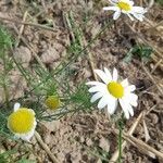 Tripleurospermum inodorum flower picture by selber pflanzen (cc-by-sa)