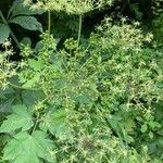 Angelica atropurpurea flower picture by Ashley Foster (cc-by-sa)