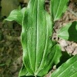 Maianthemum racemosum leaf picture by Heather Herb (cc-by-sa)