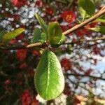 Chaenomeles japonica leaf picture by Sameline Richem-Mouhamed (cc-by-sa)