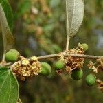 Ziziphus mauritiana fruit picture by Maarten Vanhove (cc-by-sa)