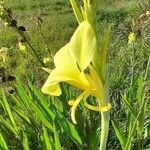 Canna glauca flower picture by Trap Hers (cc-by-sa)