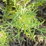 Gaillardia megapotamica leaf picture by Trap Hers (cc-by-sa)