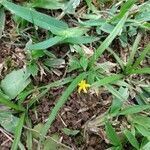 Hypoxis decumbens leaf picture by pedrogc -- (cc-by-sa)