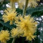 Acacia dealbata flower picture by Denis Alkan (cc-by-sa)