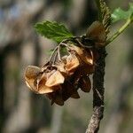 Dombeya acutangula fruit picture by P. Bonnet (cc-by-sa)