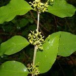 Struthanthus quercicola leaf picture by Nelson Zamora Villalobos (cc-by-nc)