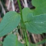 Phyteuma spicatum leaf picture by Patrick Jansen (cc-by-sa)