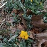 Chrysocephalum apiculatum flower picture by ethan grant (cc-by-sa)