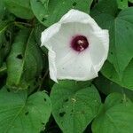 Ipomoea pandurata flower picture by Jesse Osborne (cc-by-sa)