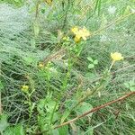 Senecio squalidus habit picture by Rahul Gopinath (cc-by-sa)