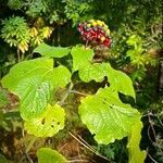 Clerodendrum speciosissimum habit picture by nicoplant (cc-by-sa)