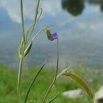 Lathyrus angulatus habit picture by Llandrich anna (cc-by-sa)