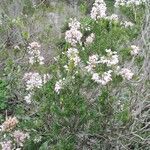 Erica vagans habit picture by michel metzger (cc-by-sa)