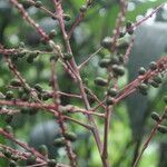 Reinhardtia latisecta fruit picture by Nelson Zamora Villalobos (cc-by-nc)